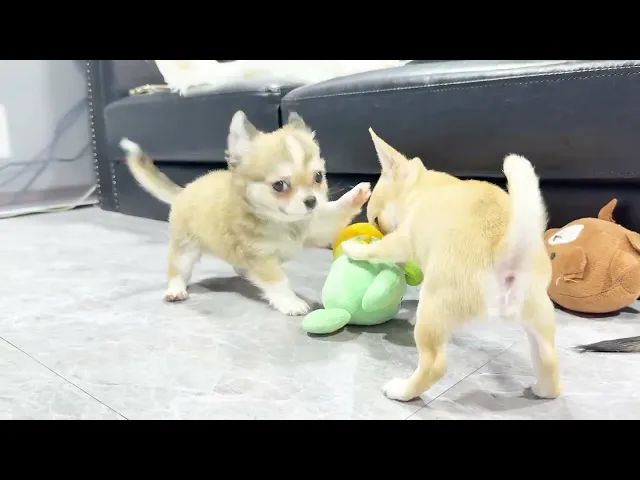 動画