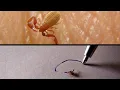 Download Lagu Book scorpion don't like ink. Pseudoscorpion - insect - Micro monster .- close up | Wildlife insects