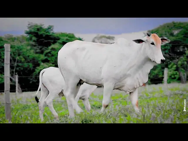 Novilha Nelore AFOM - 4204