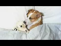 Download Lagu 🥱🥱🥱 LAGU TIDUR UNTUK ANJING | DALAM 10 MENIT Anjing anda PASTI tertidur !!!