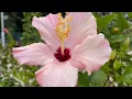 ROEL CORTEZ JAMMING SESSION REGGAE REMIX NONSTOP MEDLEY 