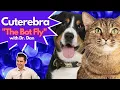 Does your cat or dog have a Cuterebra or Bot Fly Infection Dr Dan explains