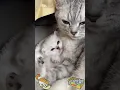 Purring Love A Mama Cat's Bond with Her Babies #cat #kitten #love #cute #funny #baby #motivation