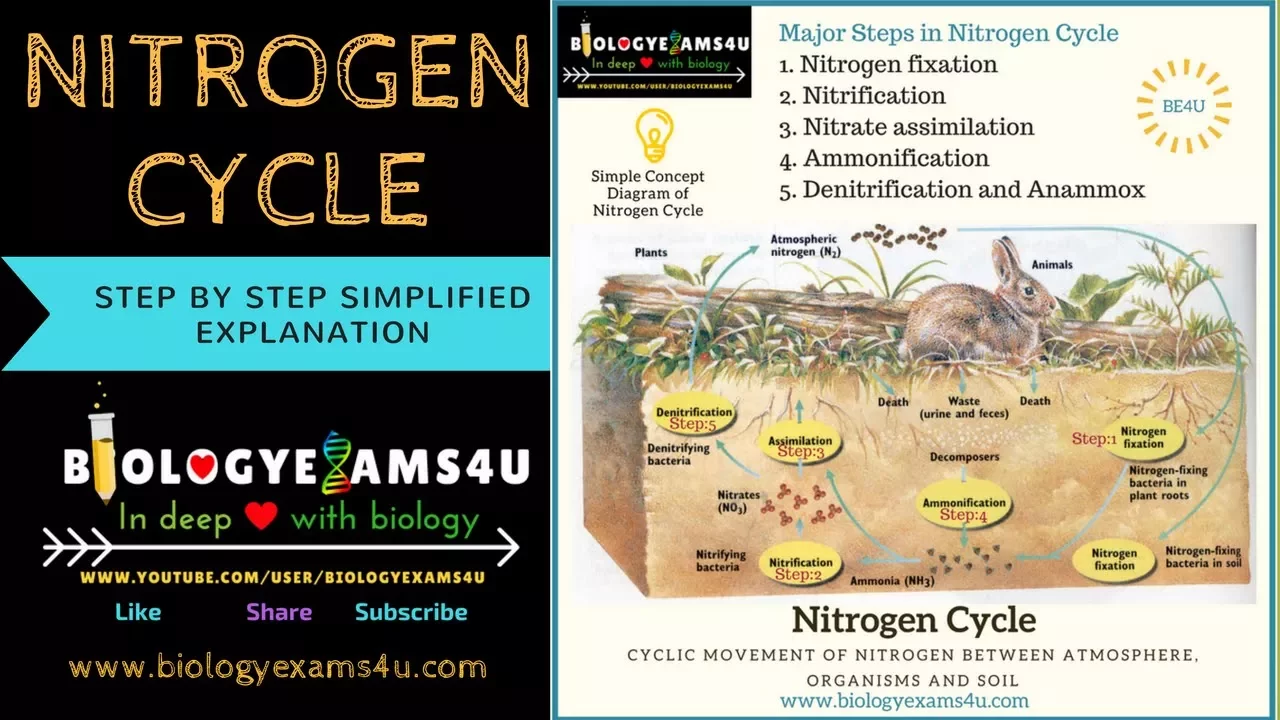 5 Steps in Nitrogen cycle | Gaseous Cycle | Ecosystem | Ecology