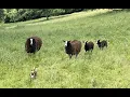 Download Lagu Ewe \u0026 lamb flock moved into fresh pasture, swallows follow \u0026 feed