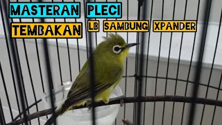 Download Masteran pleci tembakan lb ngekek sambung xpander, cocok buat bahan ajar nembak 😁#trending #viral MP3