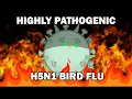 How does the bird flu work anyway ft Clockworkbio