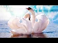 Download Lagu Бесконечно красивая музыка Сергей Чекалин! Музыка для души! Хочется слушать снова и снова...
