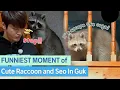 Raccoons do escape their cages! They're very smart and Seo In Guk is suffered. #SeoInguk #raccoons