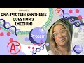 DNA EXAM question Protein synthesis Q3 MEDIUM