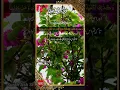 Download Lagu SURAH 42 SHURA JUST URDU TRANSLATION WITH TEXT #ayat  6 To 7