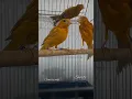 Download Lagu Sh🍎r🍄🍓 #bird #birds #kenari #canary #canarias #canario #lovebirds #lovebird #canrybird #chirping