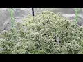Indoor Flowering Week 5 Betty Boom and Skunk 11 No pH