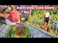 Download Lagu KOCOR AWAL CABE ROKET