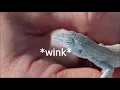 How do Desert Grassland Whip-tail Lizard reproduce
