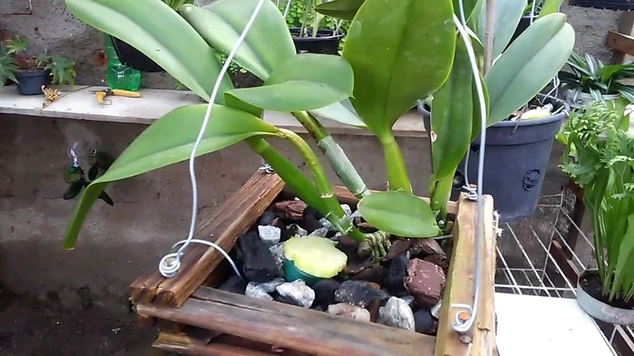 DICA DE CULTIVO: COMO FAZER ORQUÍDEA ENRAIZAR (SEM USAR ENRAIZADOR)
