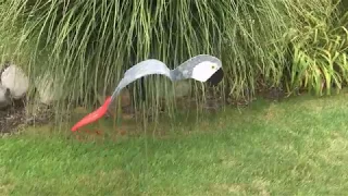 Florida Dancing Birds Royal African Grey Garden Art