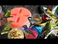 Download Lagu Menu hari ini buat burung penghisap madu dan lincang macan dan glatik batu