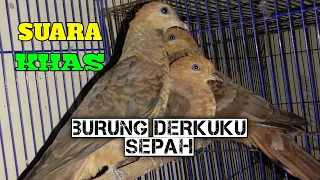 Download Burung DERKUKU SEPAH GACOR/BURUNG UNCAL MERAH/DEKUKU MERAH| suara khas bunyi anggungan klasik MP3