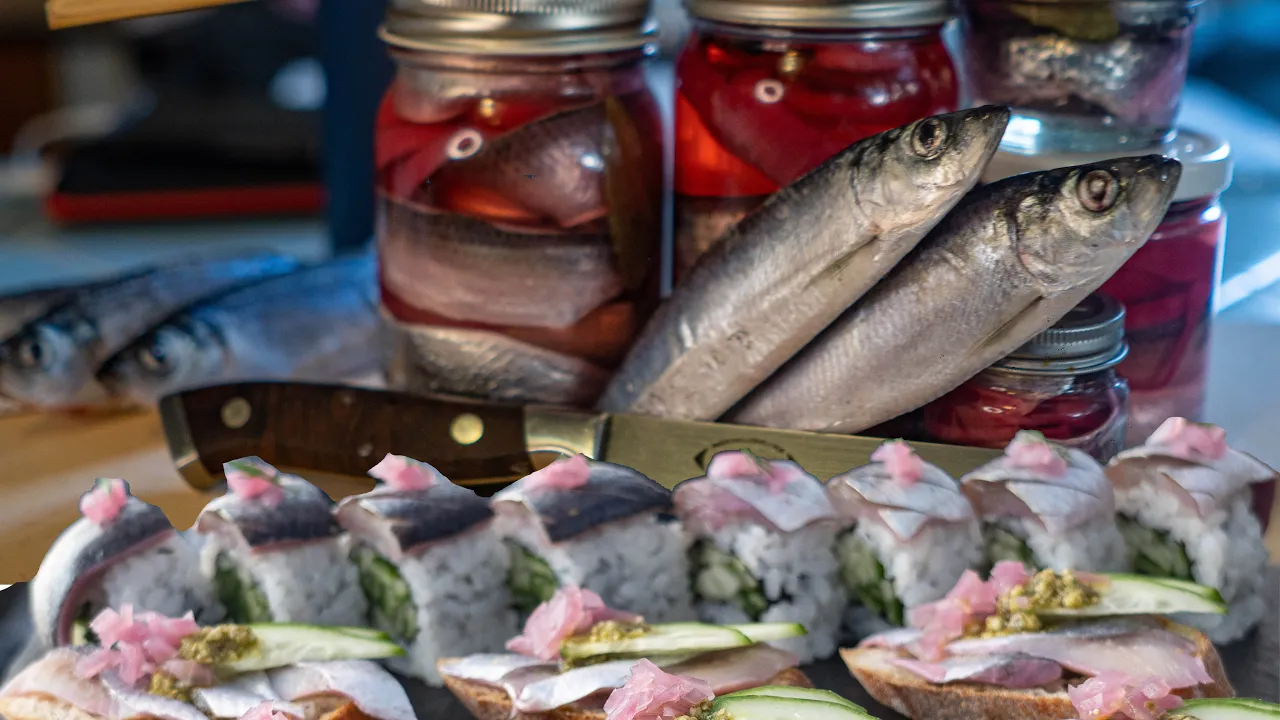PICKLED HERRING SUSHI   Amazing Catch, Clean, Fillet, and Pickle Spawning Herring