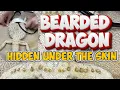 Bearded Dragon Femoral Pores What s Hiding Under the Skin Vet Procedure