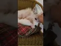 Which fox is a happy girl Cute tail wags