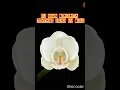 Download Lagu Iklasku bahagiamu tri suaka