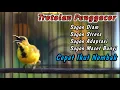 Download Lagu SOGON TROTOLAN NGRIWIK NEMBAK BIKIN SEMUA SOGON TROTOL DISITU IKUTAN GACOR‼️HITUNGAN DETIK RESPON