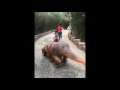 Funny Animated Gifs New Best Funniest And More