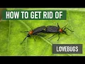 How to Get Rid of Lovebugs 4 Easy Steps