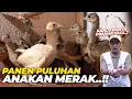 GILAAA..!! PANEN PULUHAN EKOR ANAKAN MERAK..! BINGUNG KANDANGNYA INI SIH..