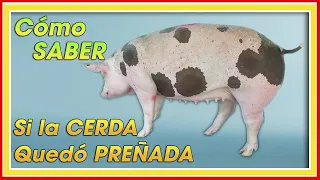 SOWS How to know if it is PREGNANT ǀ Ing. Jannin Hernández Blandón