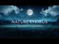 Sounds Of Nature & Cricket Sounds For Sleeping | ASMR Night Meadow Ambience For Soothing Relaxation