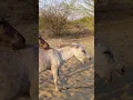 Download Lagu #donkey #funny #horse #keşfet #youtuber