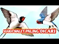 Download Lagu SUARA WALET BETINA MINTA KAWIN