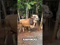Download Lagu Sapi Kambing Hewan Qurban Idul Adha #iduladha #sapi