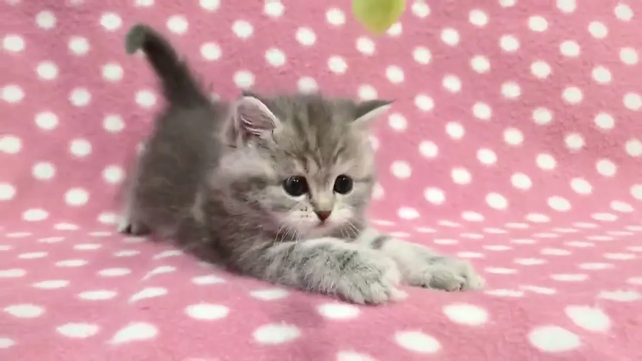 動画