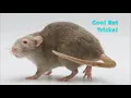 Pickles Incredible Rat Tricks - Part 4