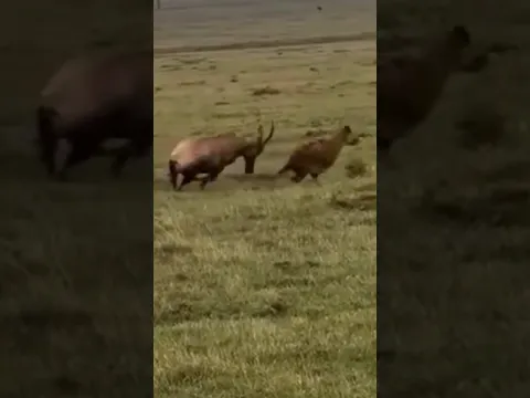 sable antelope attacks hyena #animals #antelope #hyena #shortvideo