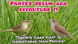 suara pikat burung kerak basi alis hitam yang belum ada di youtube 