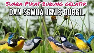 suara pikat burung gelatik batu dan berbagai macam jenis burcil