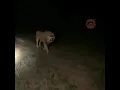 Download Lagu tiger spotted at bhawan vaishnodevi 😊😊Jai mata di