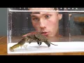 Baby Snapping Turtle vs Crayfish