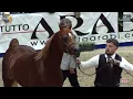 Download Lagu N 107 AJA CARIACUS   41st All Nations Cup and 6th ANC Straight Egyptian   Aachen 2025   Stallions 7