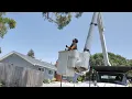 Diamond Certified Experts What to Expect From a Tree Care Professional