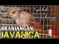 Download Lagu Java Branjangan vol met schieten