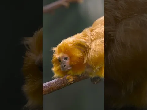 The Stunning Golden Lion Tamarin π΅