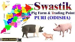 swastik pig farm in puri odisha l swastik pig farm