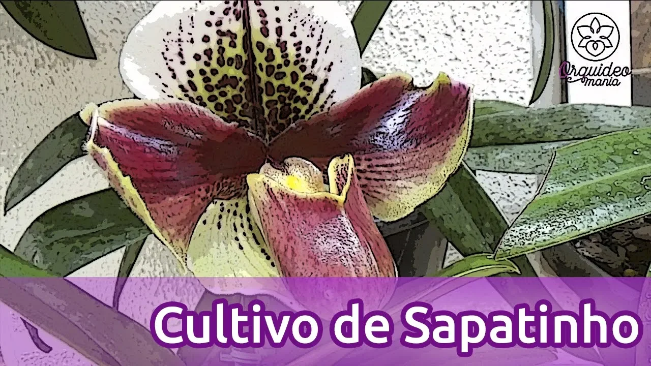 CULTIVE ORQUÍDEA SAPATINHO SEM ERRO! SAIBA COMO AQUI