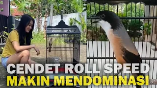 Download CENDET ANGKER ROLL SPEED TEMBAKAN PANJANG \u0026 SI CANTIK PAWANG CENDET MLETRE - KICAU REACTION MP3